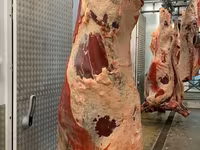 公牛, Cattle — 照片 7