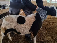 公羊, Baerchuke sheep — 照片 3