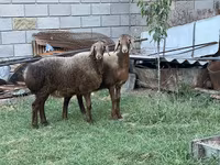 Oveja, Arashan sheep — foto 1