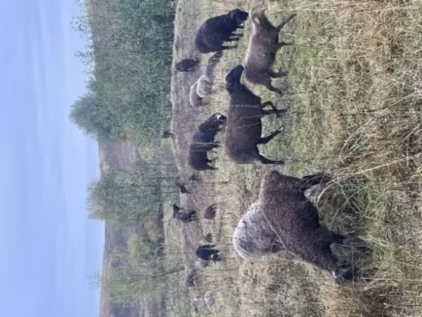 母羊, Sheep — 俄罗斯