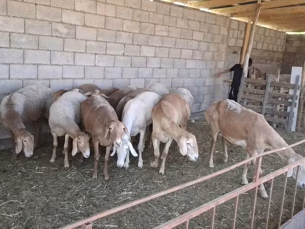 Hissar sheep
