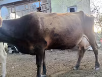 母牛, Alatau breed — 照片 1