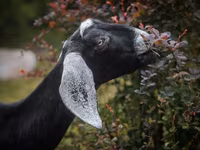 Goat, Nubian Goat — photo 8