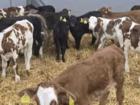 公牛, Cattle — 照片 5