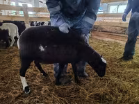 公羊, Baerchuke sheep — 照片 2