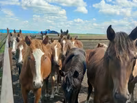 Yegua, Horse breed — foto 8