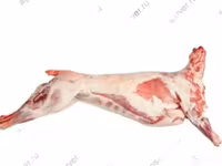 公羊, Katum sheep — 照片 3