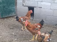 Chickens — photo 3
