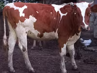 母牛, Cattle — 照片 1