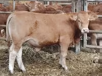 公牛, Limousin cow — 照片 1