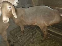 Schaf, Arashan sheep — Foto 3