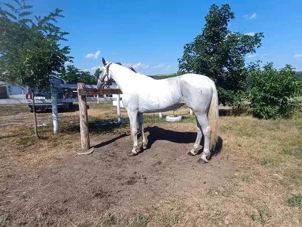 Stute, Orlov Trotter
