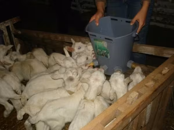 母山羊, Goats — 俄罗斯