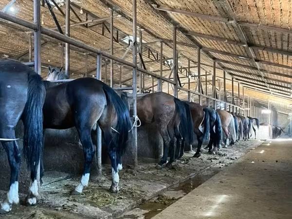 Horses