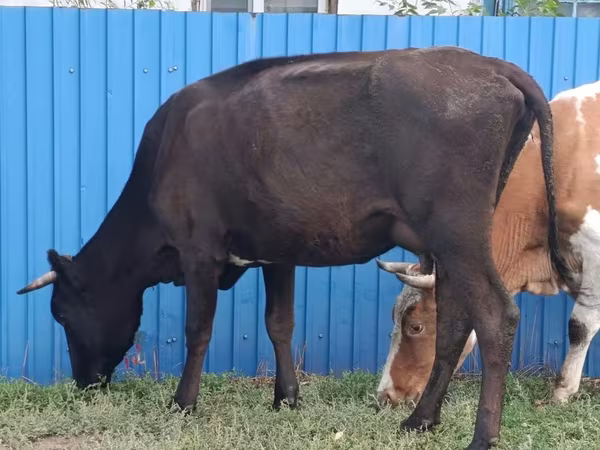 母牛, Cattle — 哈萨克斯坦