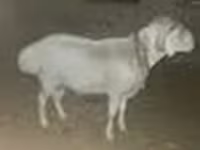 मेढ़ा, Rhon sheep — फ़ोटो 7