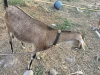 Ziege, Nubian Goat — Foto 2