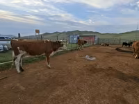 Vaca, Ganado vacuno — foto 1