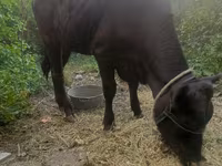 Cow, Cattle — photo 2