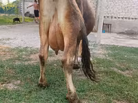 母牛, Cattle — 照片 8