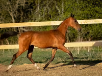 घोड़ा, Akhal-Teke — फ़ोटो 2