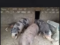 خنزير ذكر, الخنازير — الصورة 1
