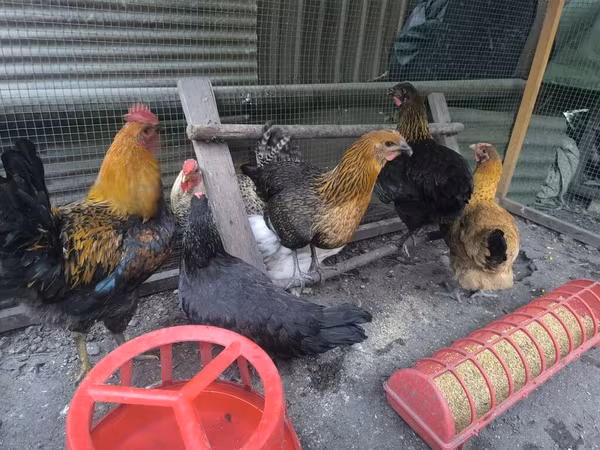 Chickens