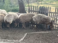 母羊, Sheep — 照片 5