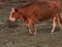 Kuh, Latvian Blue cattle — Foto 2