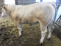 公牛, Blonde d’Aquitane cattle — 照片 4