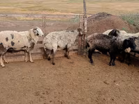 公羊, Sheep — 照片 1