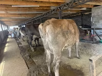 بقرة, Swiss cattle — الصورة 6