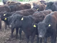 Bulle, Aberdeen-Angus — Foto 4