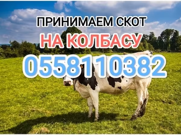 Holstein-Rasse