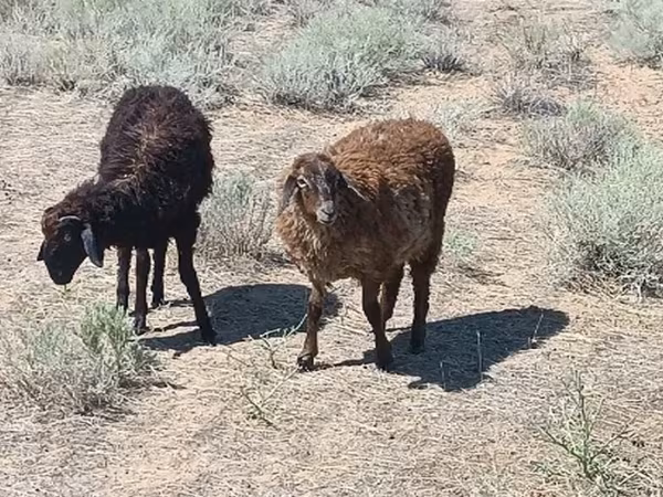 公羊, Edilbay sheep