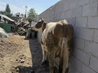 بقرة, Swiss cattle — الصورة 5