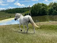 母马, Horses — 照片 1
