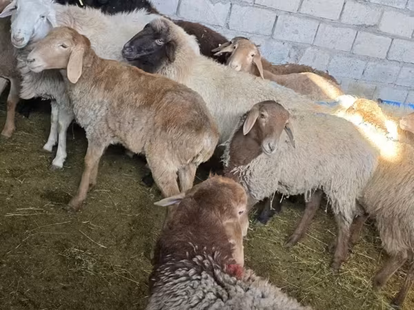 گوسفند