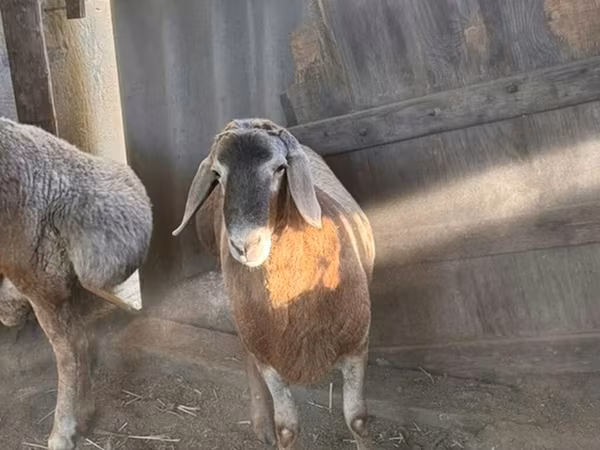 Arashan sheep