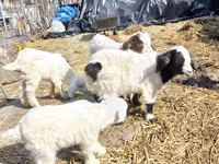 Cabro, Saanen goat — foto 2