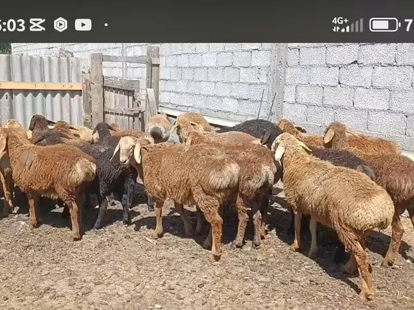 Widder, Kazakh fat-tailed coarsewool sheep