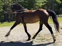 母马, Dutch warmblood horse — 照片 8
