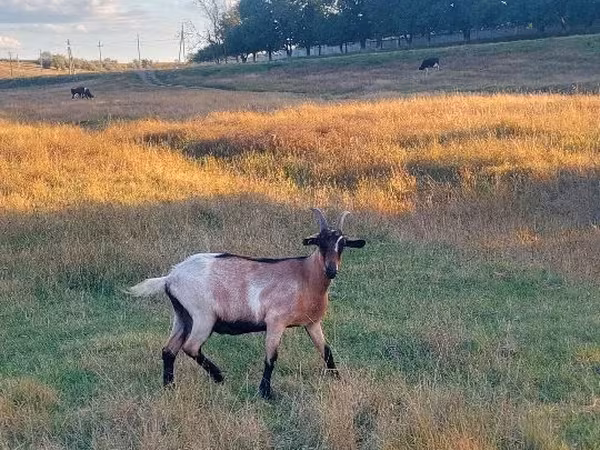 Goat, Goats