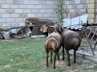 Oveja, Arashan sheep — foto 3