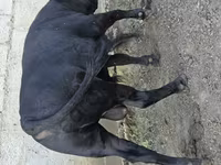 公牛, Cattle — 照片 2