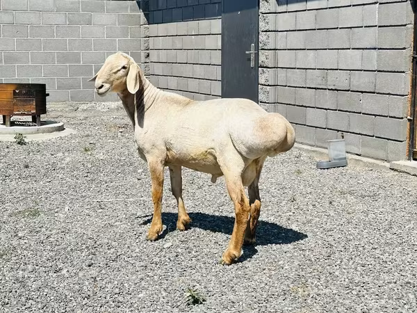 Hissar sheep