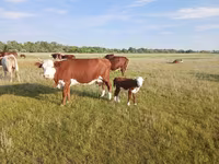 Cow, Latvian Blue cattle — photo 1