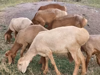 Schaf, Arashan sheep — Foto 1