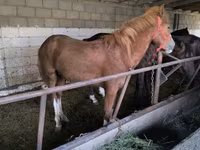 Caballo, Caballos — foto 5