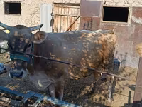 Cow, Swiss cattle — photo 2